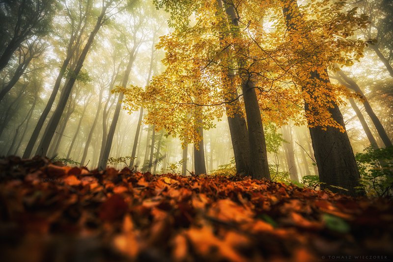 landscape, poland, light, autumn, awesome, amazing, sunrise, sunset, lovely, nature, travel, morning, trees, leaves, mist, mood, fog On the forest floorphoto preview