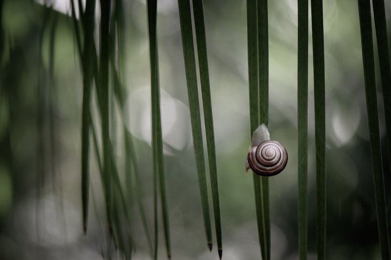 макро, улитка, природа, вчувствование, жить и дышать, nikon, nature, macro, snails, macro, true feelings, light of nature \