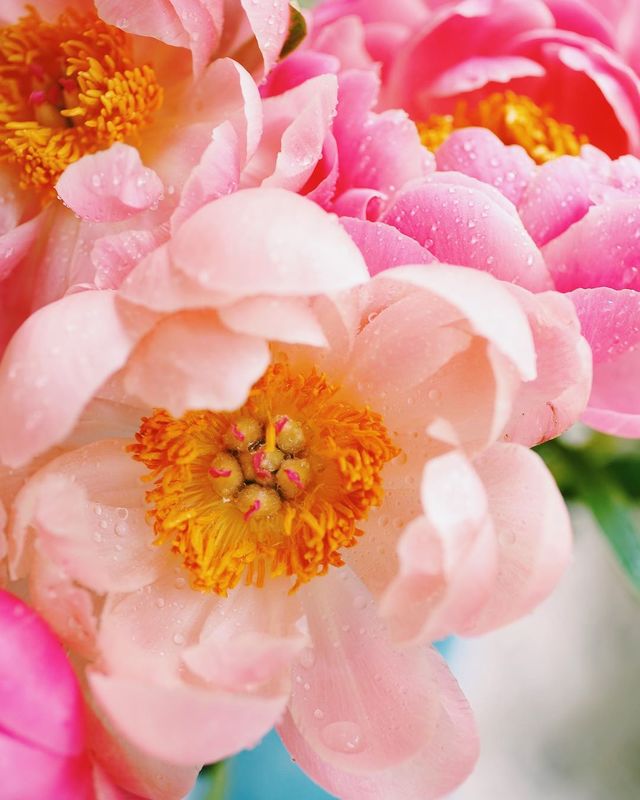 лето, пионы, свет, розовый, желтый, букет photo preview