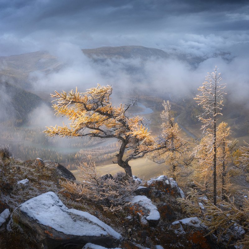 алтай, осень, туман Осенний бонсайphoto preview