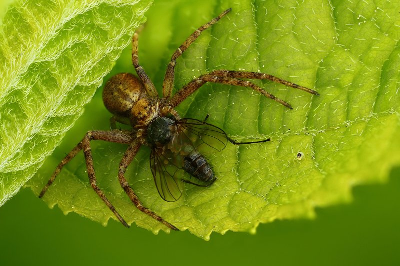 макро,природа,паук,цвет,коричневый,зеленый,животное,растение Можно и покушатьphoto preview