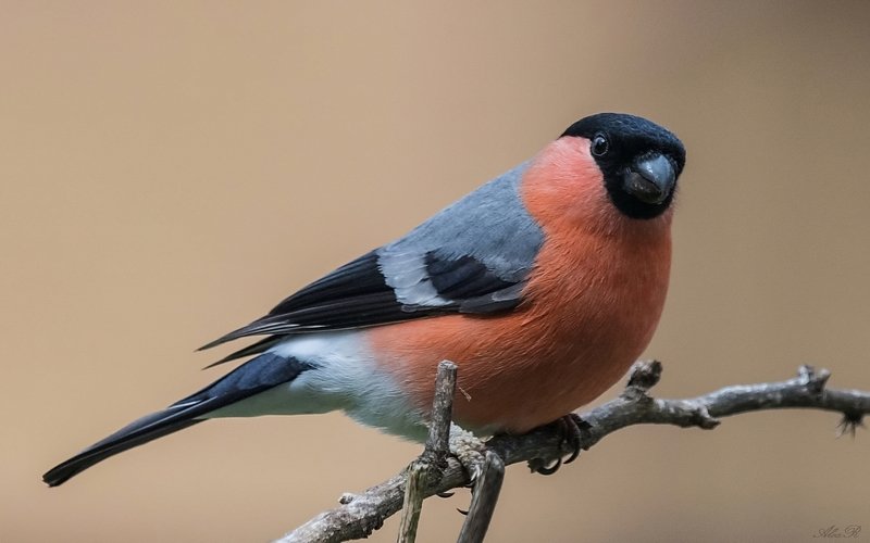 Снегирьphoto preview