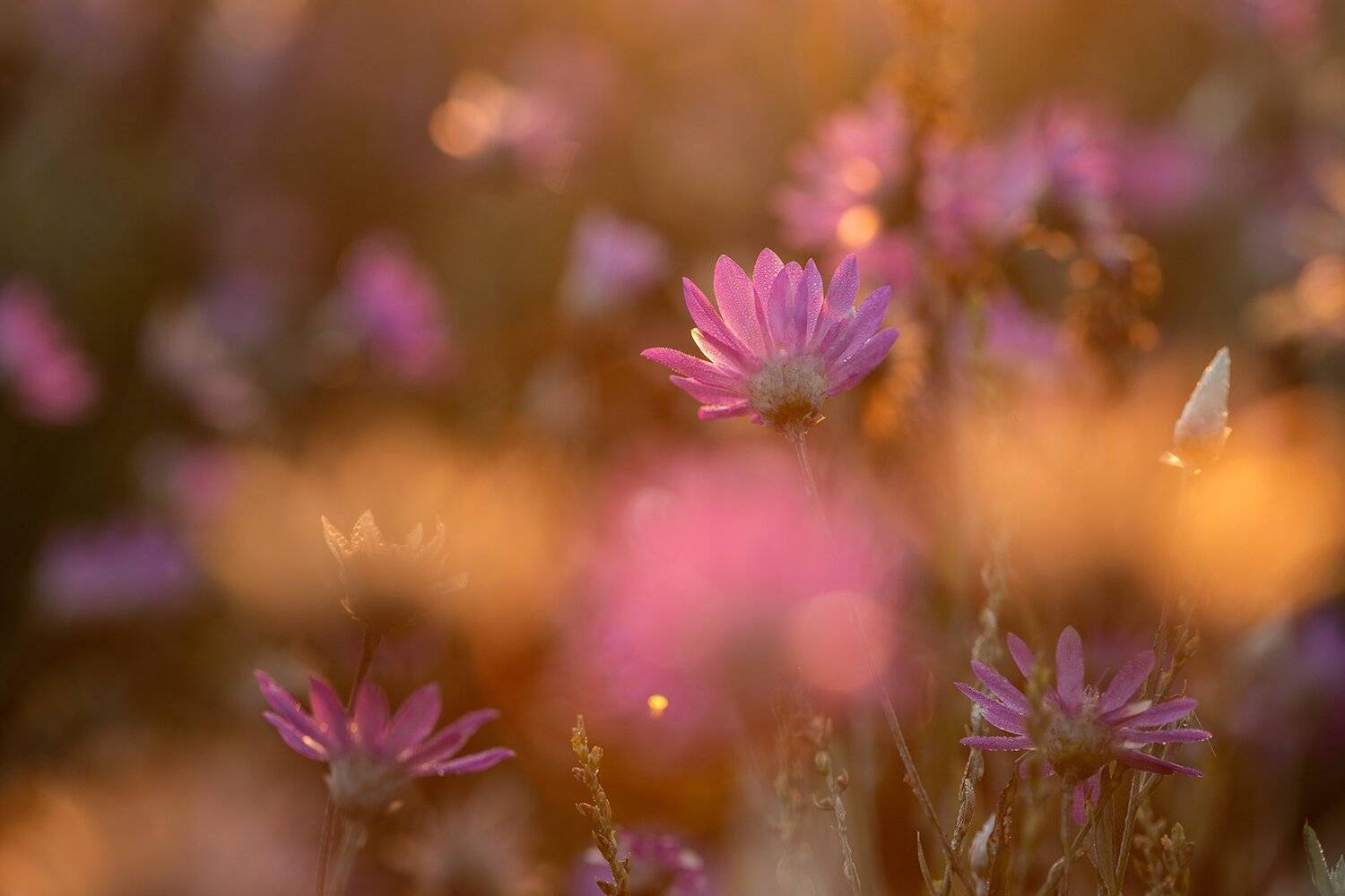 Сухоцветы. Автор: Илья Михеев , Илья Михеев