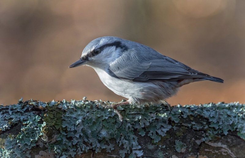 птица, поползень, Поползень..photo preview