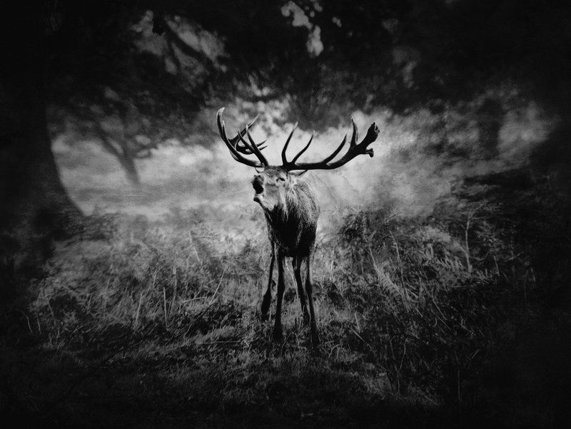 The Call of Darkness...photo preview