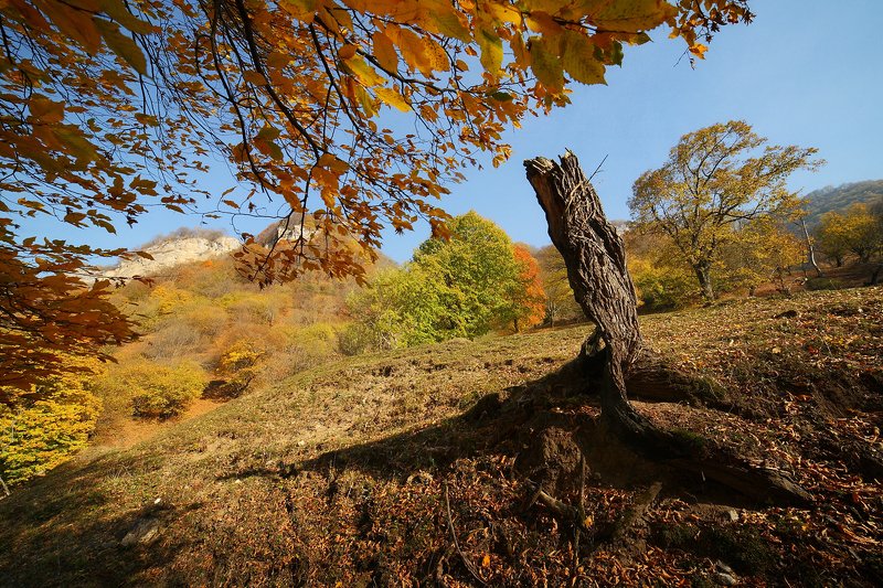 приэльбрусье, осень, деревья, горы Золотая осень в Приэльбрусьеphoto preview