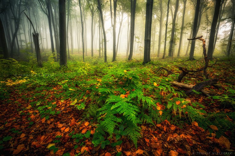 landscape, poland, light, autumn, awesome, amazing, sunrise, sunset, lovely, nature, travel, morning, trees, wood, fog, mist, smell The smell of the forestphoto preview