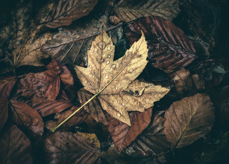 forest, fog, rain, autumn, forest landscape, trees, mystical, mysterious, leaves, water Autumn leaves after rainphoto preview