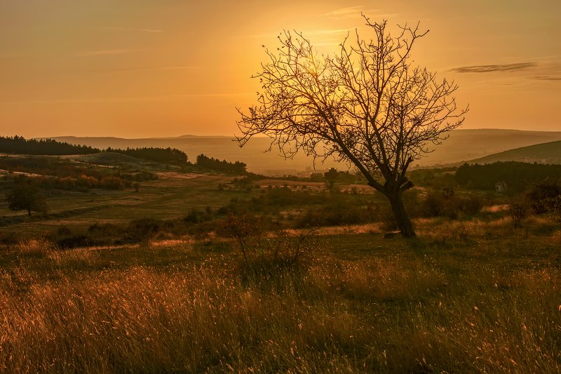 осень октябрь закат дерево лес трава небо В закатный часphoto preview