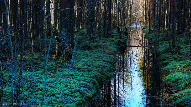 пейзаж лес. болото. 1-ый канал. 31.10.2020photo preview