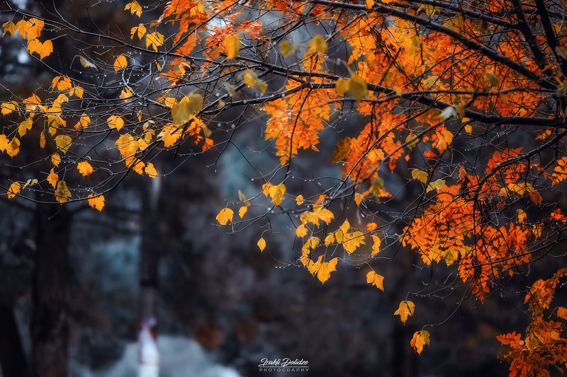 nature, autumn, leaves, yellow, rain, raindrops, photography, canon, canon 6d, canon 70-200mm f 2.8 l is usm Rain makes everything betterphoto preview