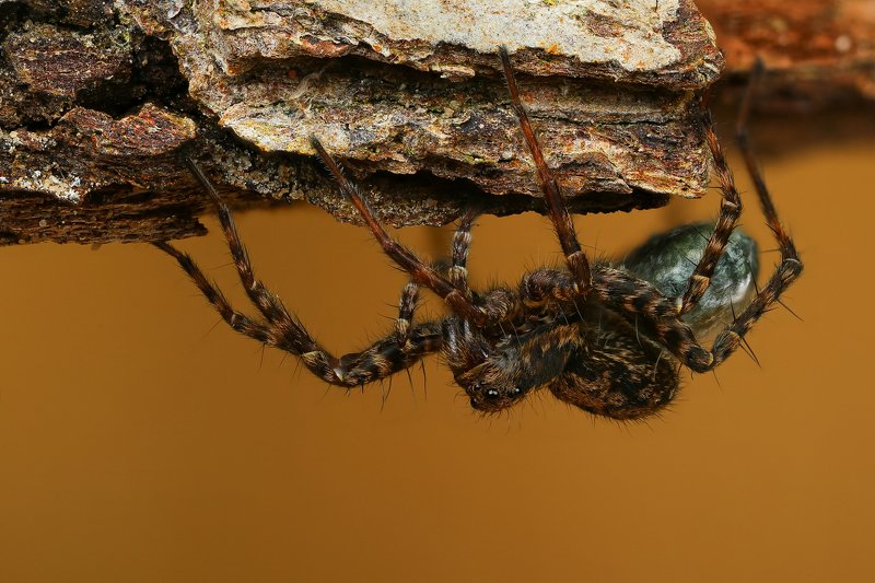 макро,природа,паук,цвет,коричневый,черный,животное С потомствомphoto preview