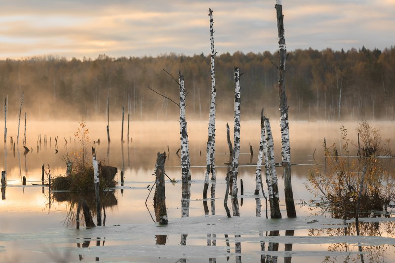 Рассвет на болотеphoto preview