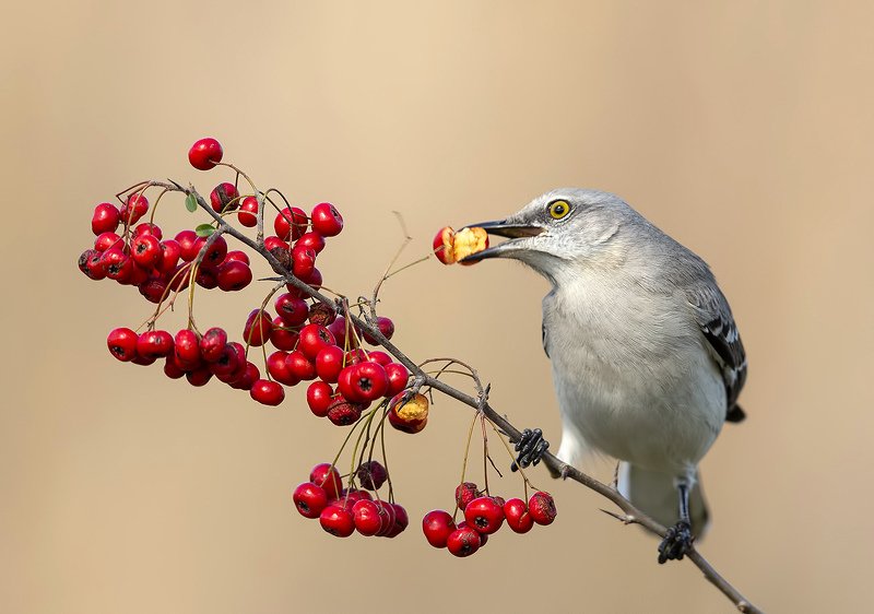 многоголосый пересмешник, northern mockingbird, пересмешник Любитель ягод - Многоголосый пересмешникphoto preview