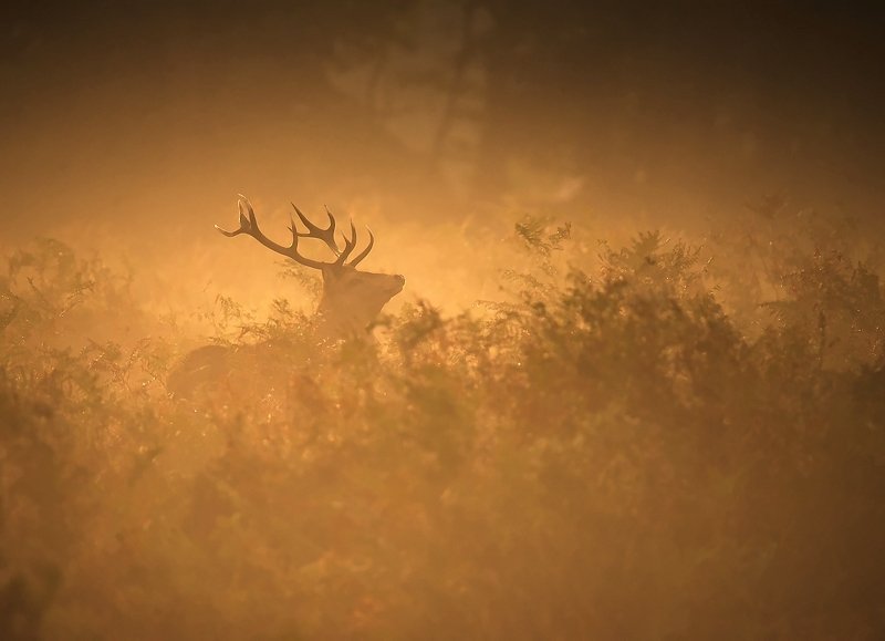 Trump Face...photo preview