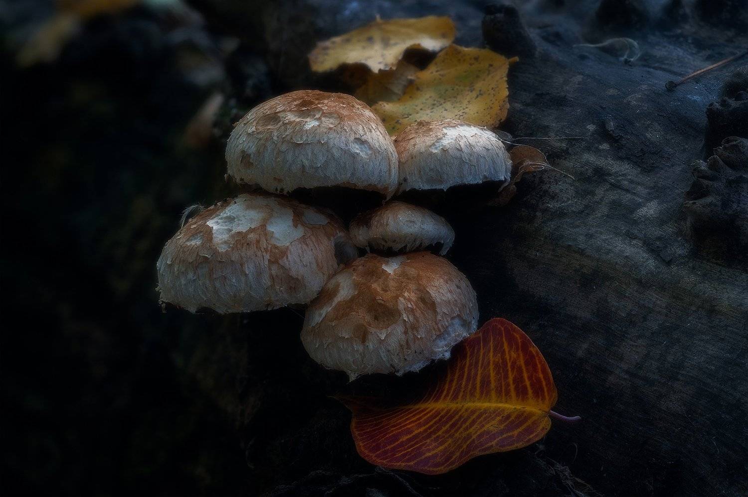 Ноябрь. Автор: Alexander Plekhanov , Alexander Plekhanov