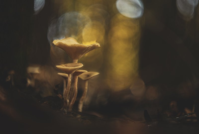 The sentinelsphoto preview