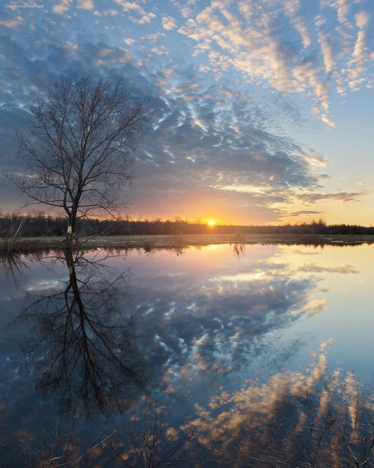 закат, озеро, отражение, дерево, Смольский Евгений