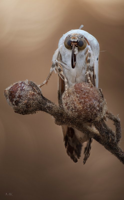 Ночная бабочкаphoto preview