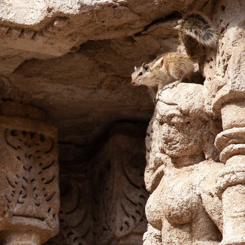 белка, пальмовая белка, индия, гуджарат, колодец шагов королевы, рани-ки-вав, развалины, колодец, архитектура, скульптура, статуя, барельеф Пальмовая белка на развалинах Рани-ки-Вав фото превью