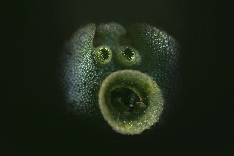 макро, мох Маршанция полиморфная, печёночный мохphoto preview