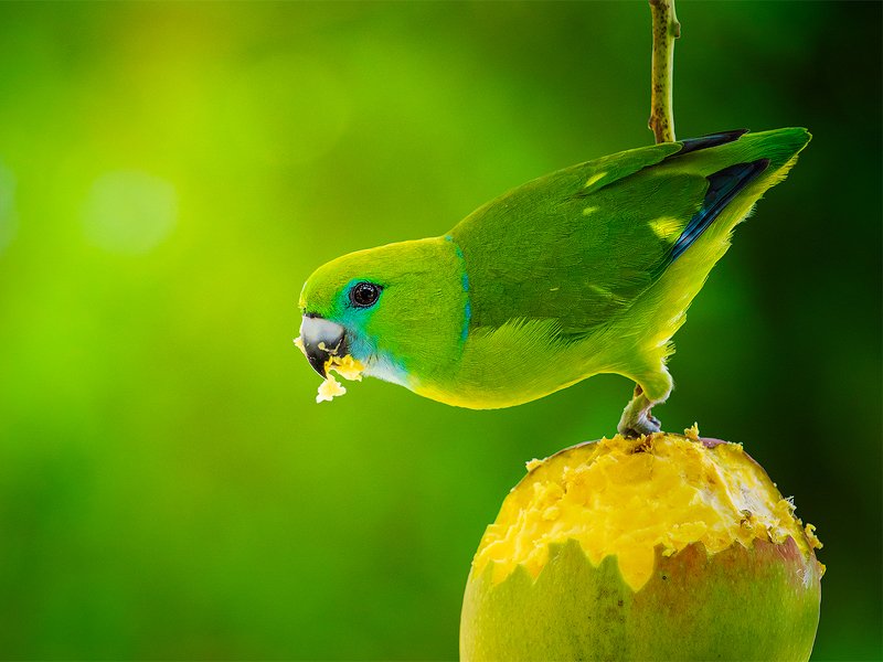 My Avian Collectionphoto preview