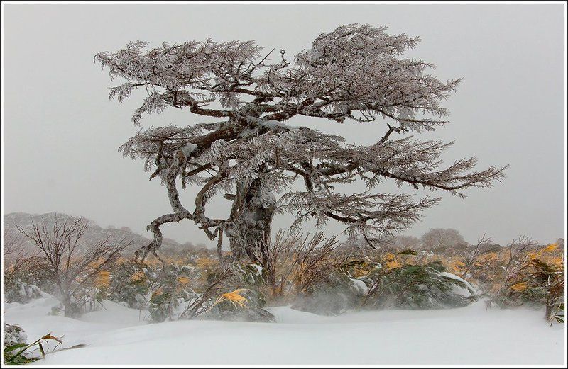 май на Итурупеphoto preview