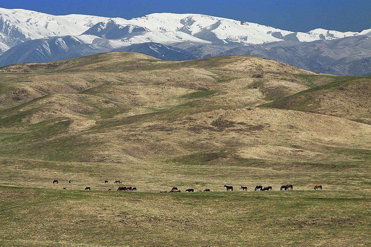 горы, пастбище, кони, Silfida