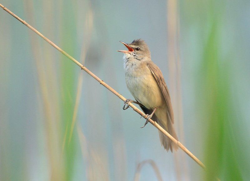 Great Reed-warbler / A. arundinaceusphoto preview