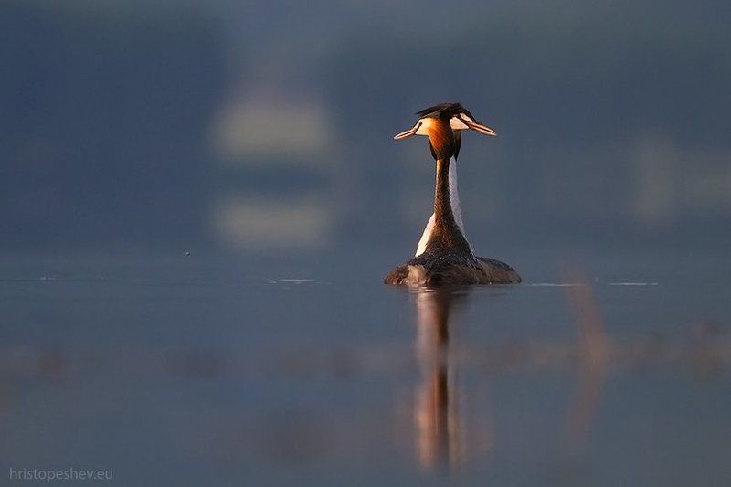 Чомгаphoto preview