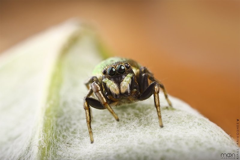 макро,паук скакун,скакун,паук,насекомые,глаза oOOophoto preview