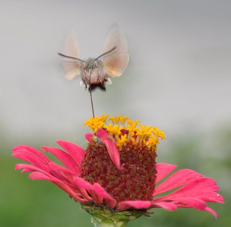 Примара. фото превью