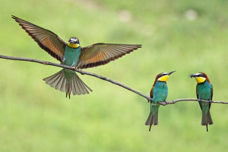 Щуркиphoto preview