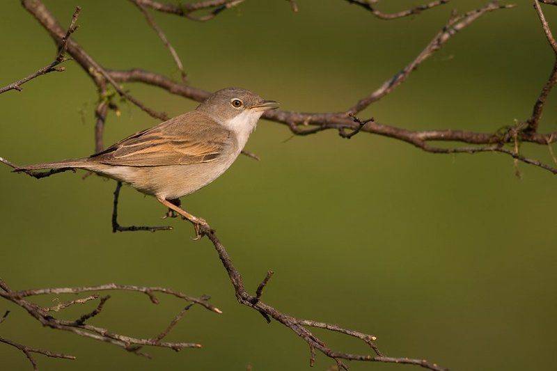 Common Whitethroatphoto preview