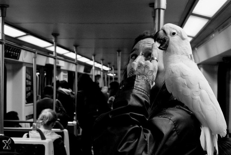 лос анджелес, los angeles Попутчикphoto preview