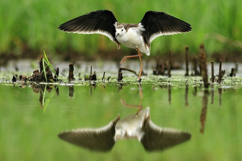 Himantopus himantopusphoto preview