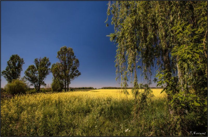 Рапс цветет...photo preview