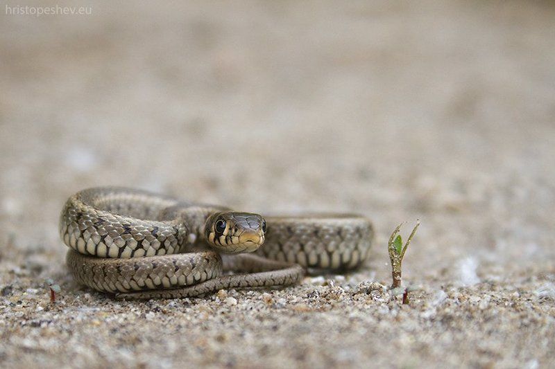 Обыкновенный уж (Natrix natrix)photo preview