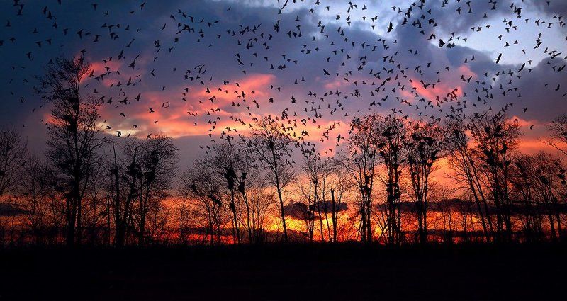 Вороньё...photo preview