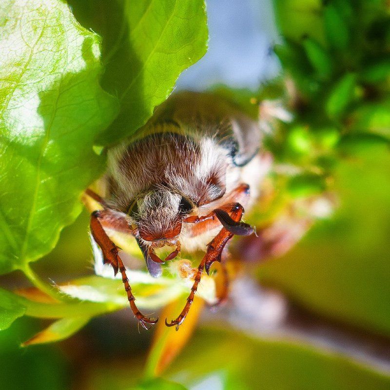 Melolonthaphoto preview