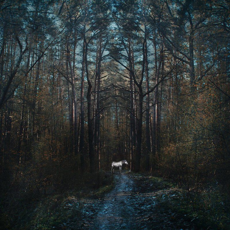 В лесуphoto preview