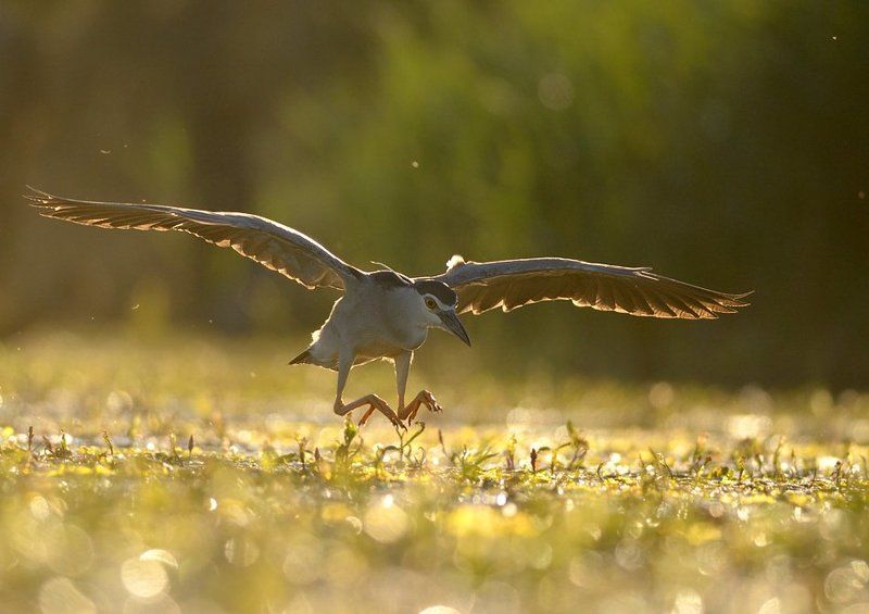 Black-crowned Night-heron/Nycticorax nycticoraxphoto preview