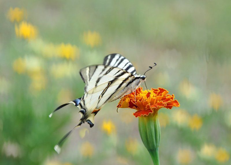 Долгожданное лето. фото превью