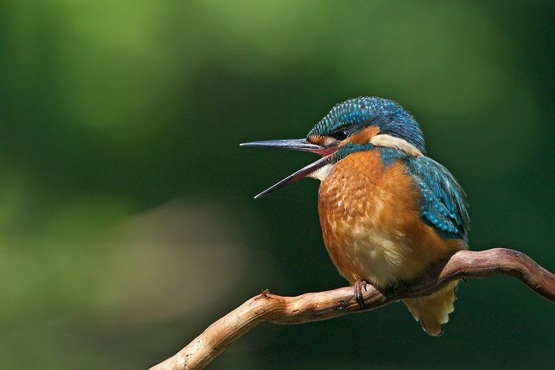 зимородок, kingfisher, alcedo, atthis, земеродно, рибарче Зимородок певецphoto preview