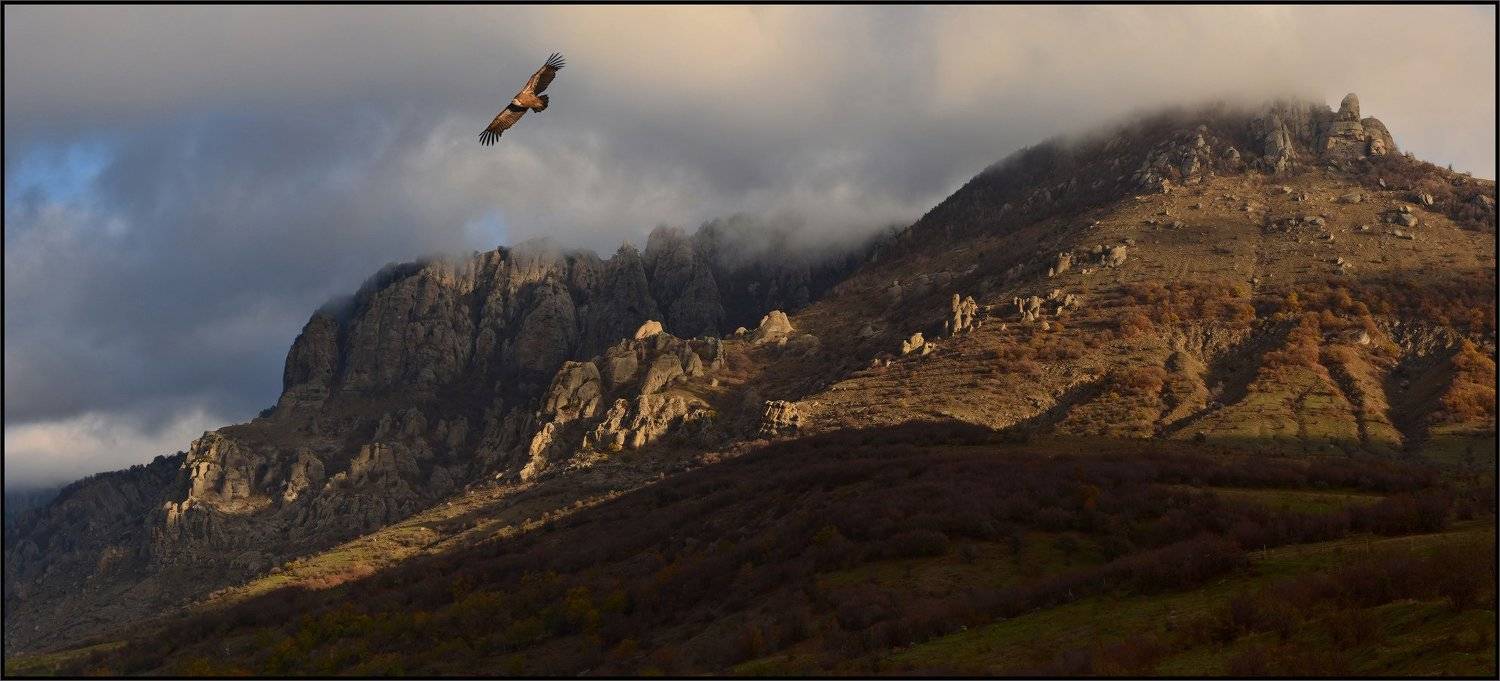 Хозяин ущелья 2. Автор: Владимир Метцгер белоголовый сип, гора демерджи, долина приведений, Крым, Владимир Метцгер