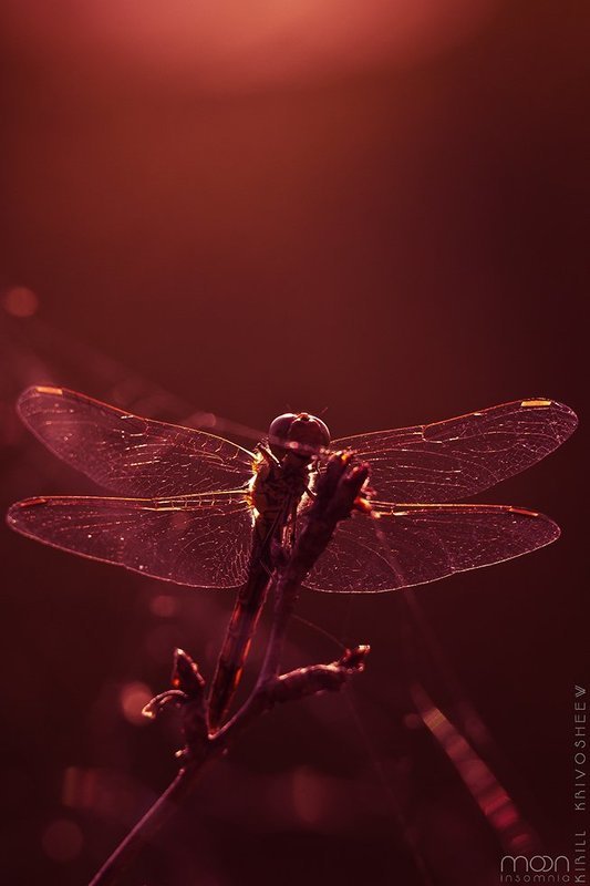 макро,насекомые,стрекоза,красный,дьявол,крылья,глаза Красный Дьяволphoto preview