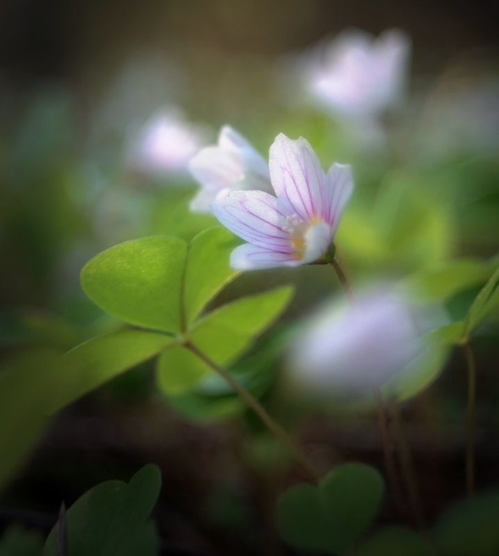 кислица, oxalis, заячья капуста Oxalisphoto preview