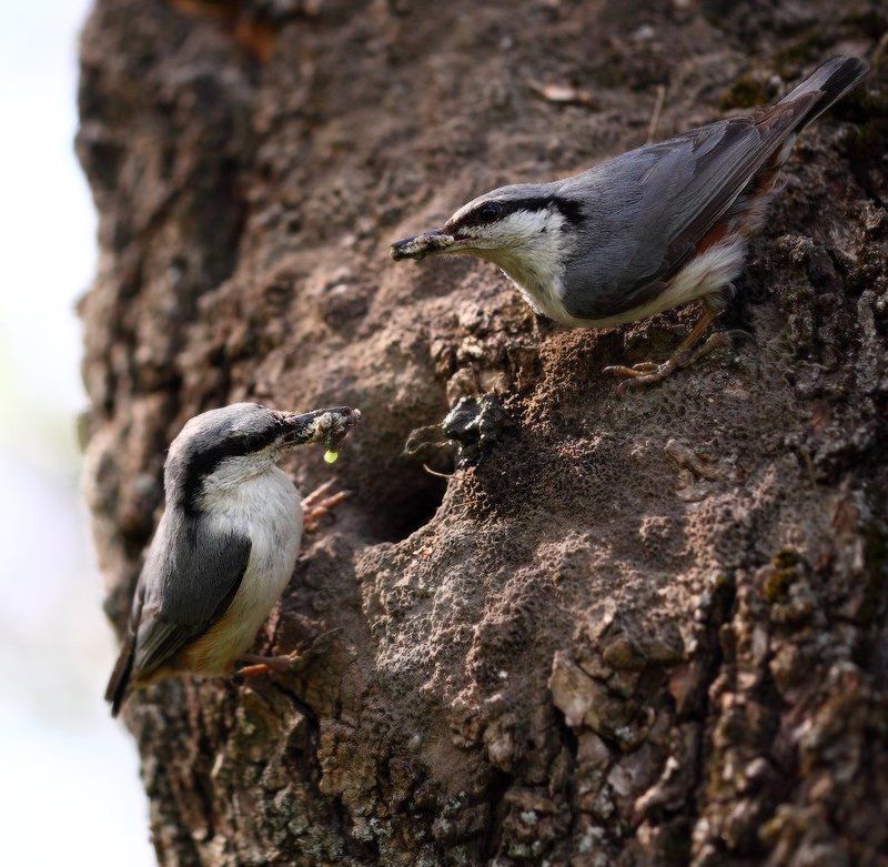 Семейный портрет поползней сузивших леток дупла дятла, замазав его глиной - теперь кормят потомство.photo preview