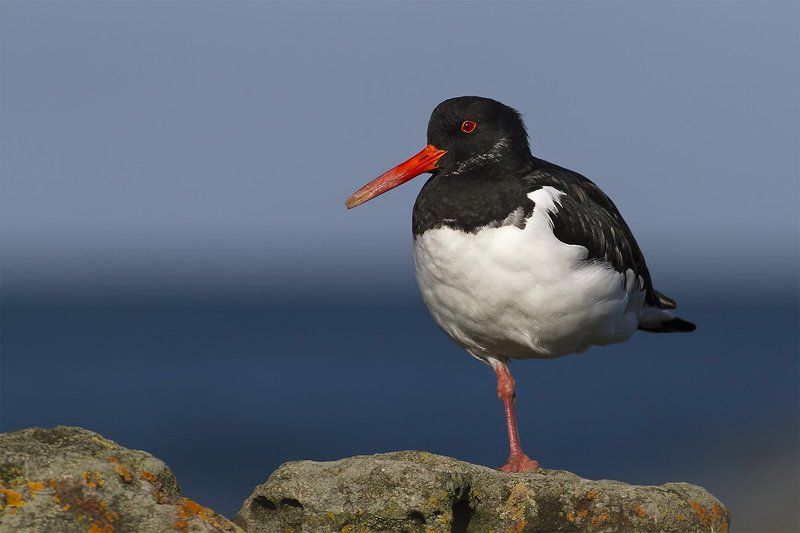 The Eurasian Oystercatcher (Kулик-Cорока)photo preview