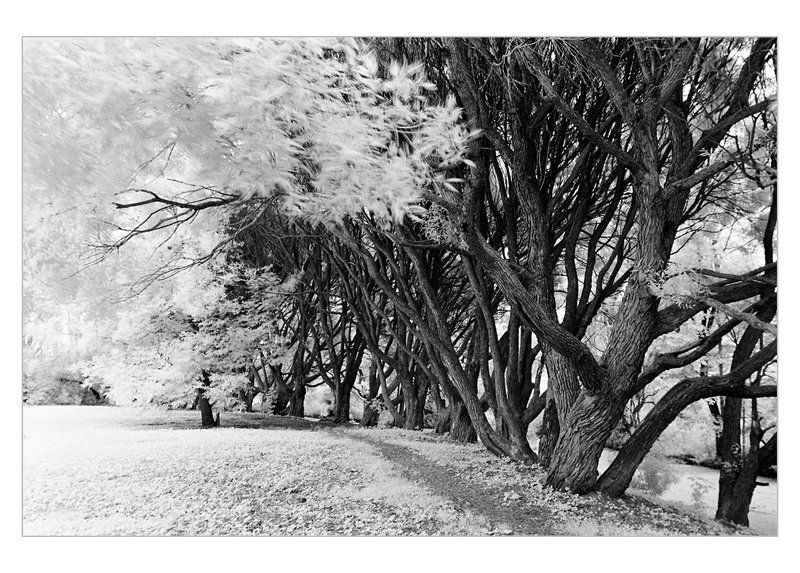 ивы, лето, ик the wayphoto preview